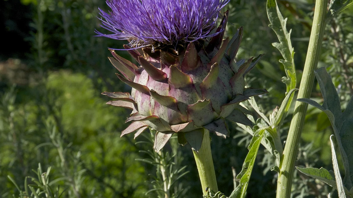 Flowering globe artichoke (Cynara cardunculus var. scolymus) plant