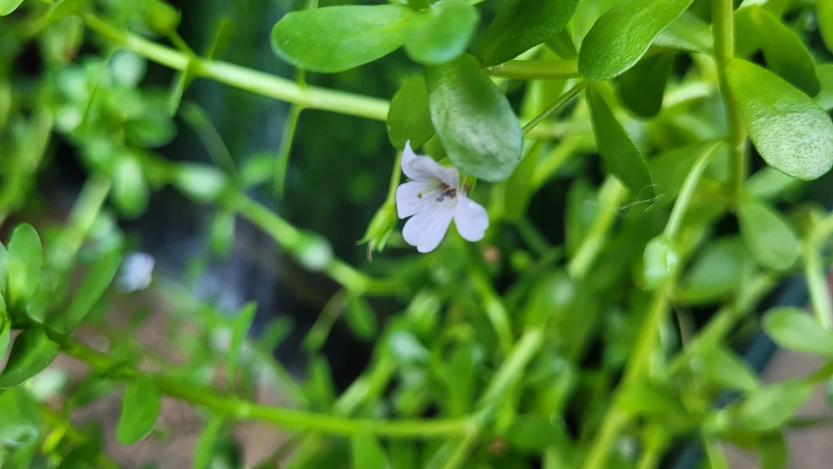 Bacopa monnieri plant with white flowers and green leaves
