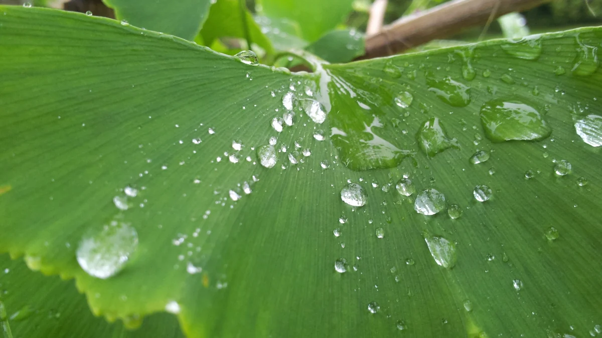 Rain droplets on a green Ginkgo biloba leaf