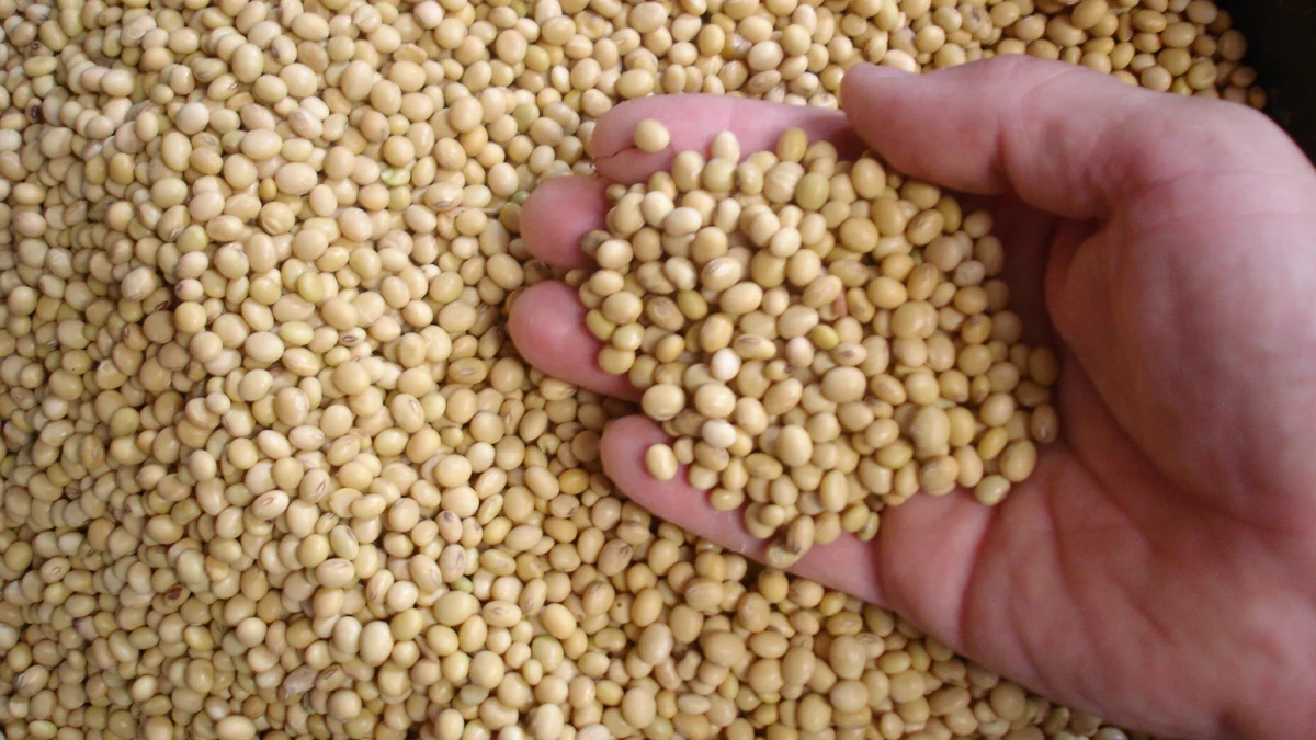 Harvested soybeans (Glycine max) held above a pile of beans
